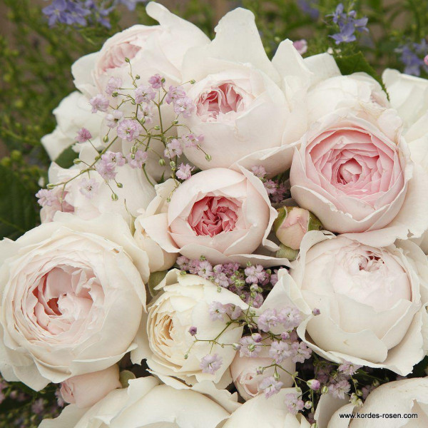 DUCHESS CHRISTIANA®